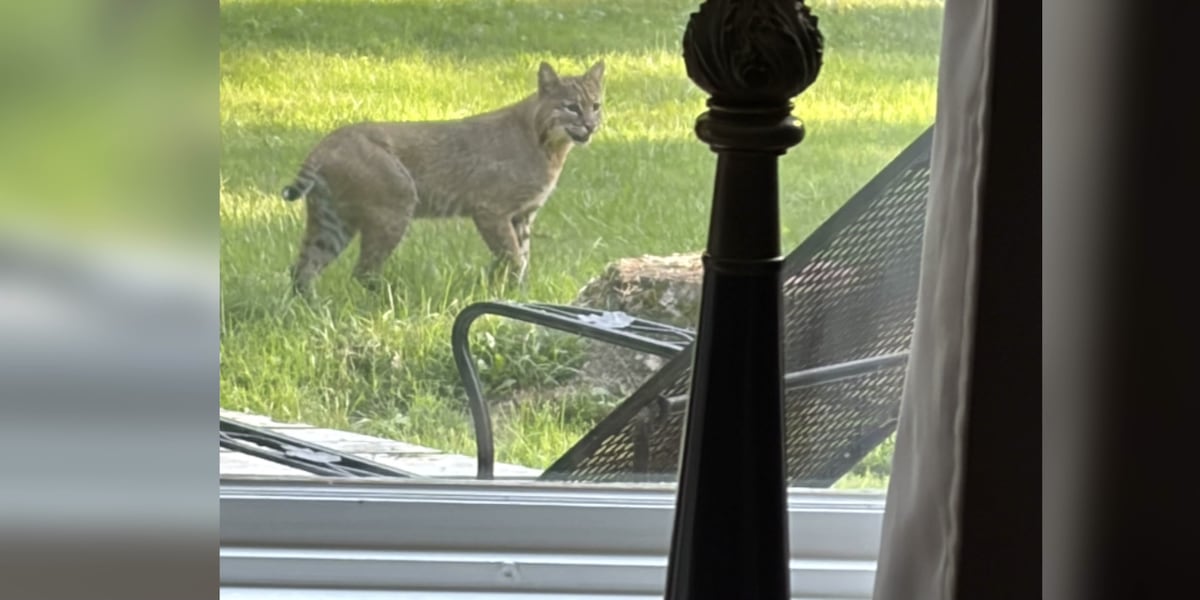 Possible bobcat sighting reported in St. Joseph County amid uptick in killed livestock, pets