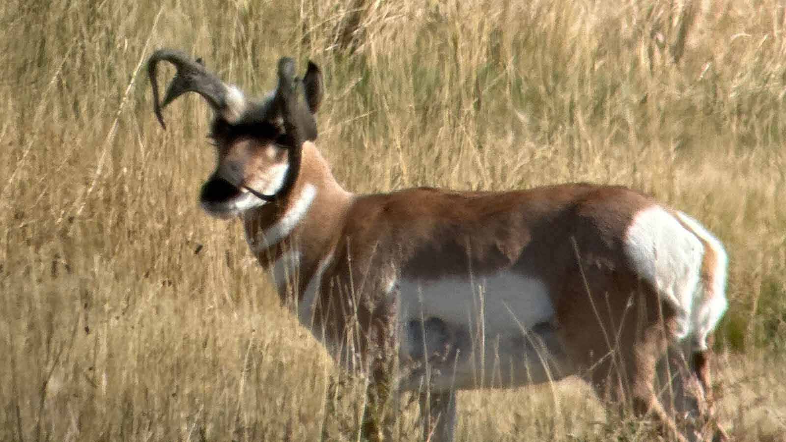 This pronghorn buck in southeast Wyoming failed to shed last year’s horn sheaths, so this year’s grew in behind them, creating this odd look.