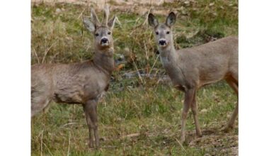 Hemorrhagic disease in deer pose a problem for hunters