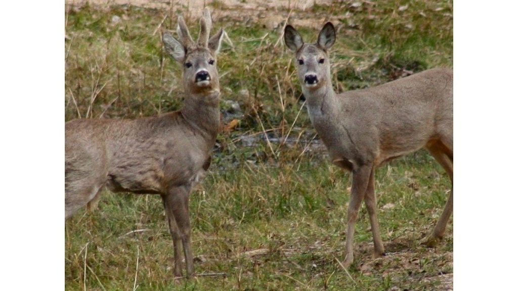 Hemorrhagic disease in deer pose a problem for hunters
