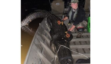Arkansas alligator hunters harvest 150 alligators in first weekend hunt, 62 opportunities remain