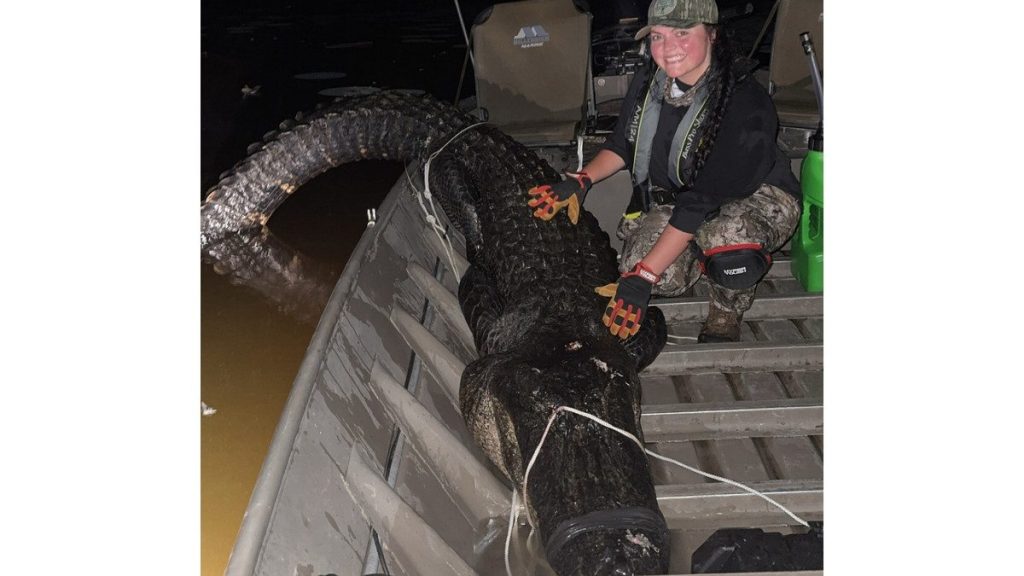 Arkansas alligator hunters harvest 150 alligators in first weekend hunt, 62 opportunities remain