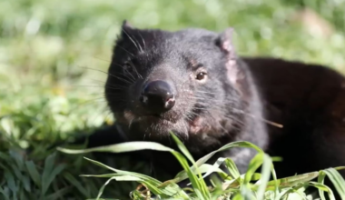 Tasmanian devils were reintroduced to mainland Australia in 2020 after 3,000 years: Six years later, they are controlling invasive species