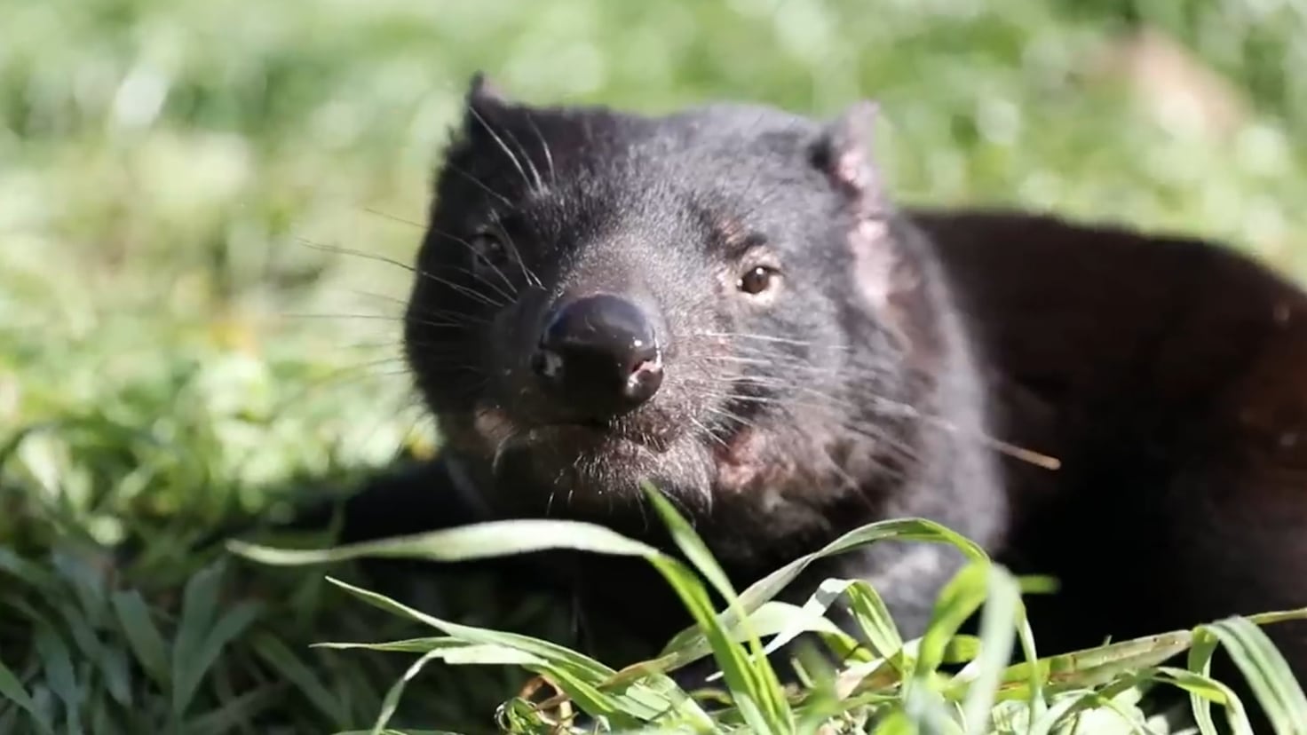 Tasmanian devils were reintroduced to mainland Australia in 2020 after 3,000 years: Six years later, they are controlling invasive species