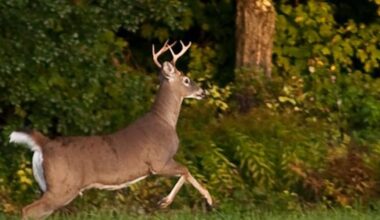New bowhunting regulations take effect to help control deer population