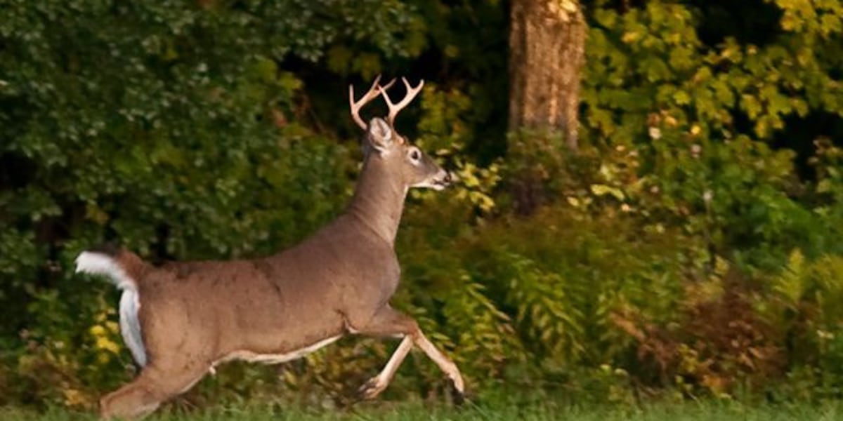New bowhunting regulations take effect to help control deer population