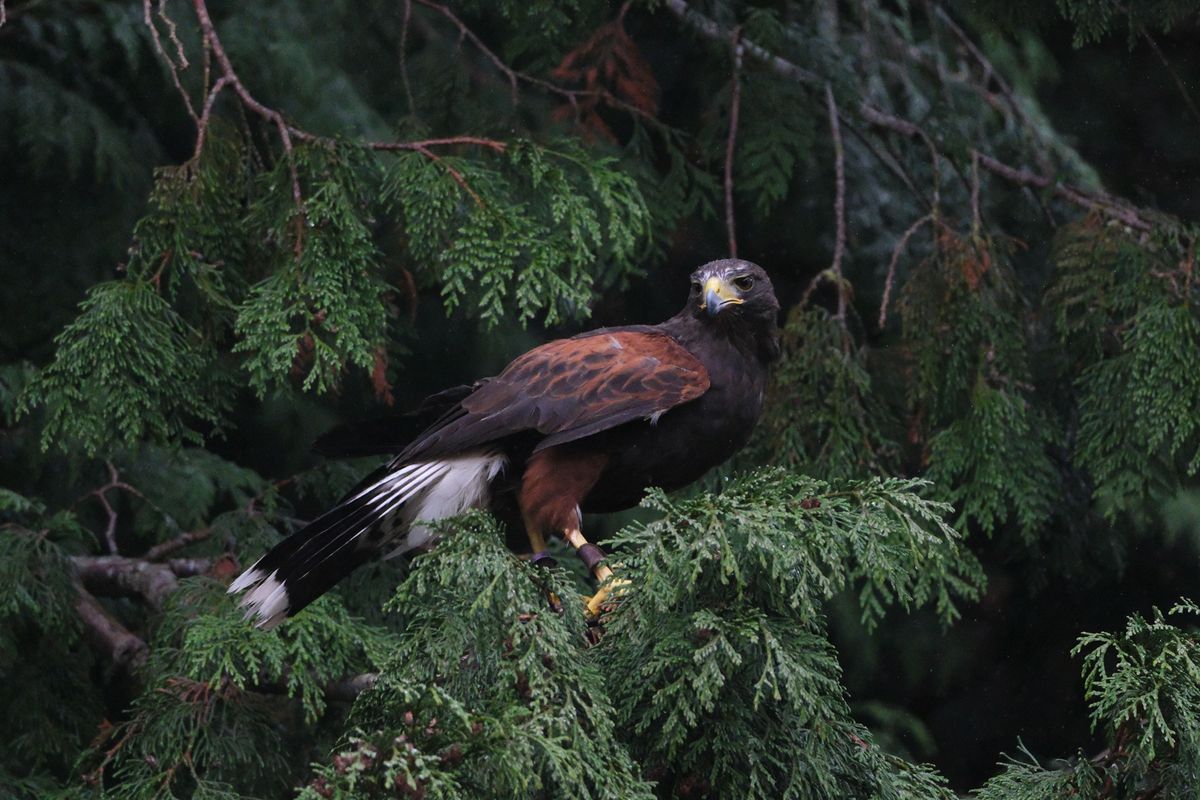 A photo of a bird of prey captured using a Fujifilm X-H2S and XF 400mm F4.5 R LM OIS WR telephoto lens