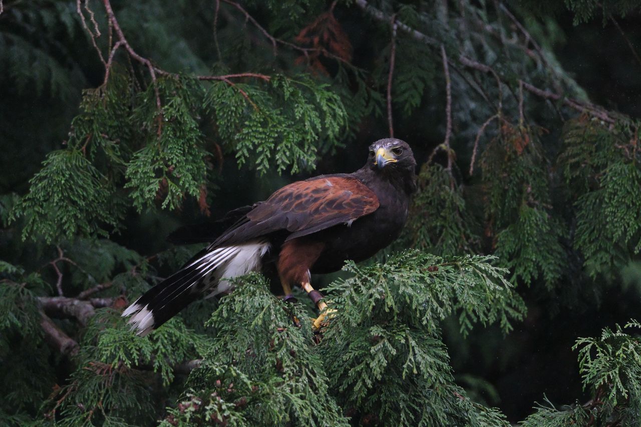 A photo of a bird of prey captured using a Fujifilm X-H2S and XF 400mm F4.5 R LM OIS WR telephoto lens