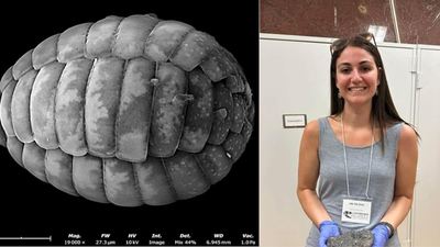 A scientist turned an $80 motel room into a makeshift lab; then she discovered two new species of microscopic amoebae