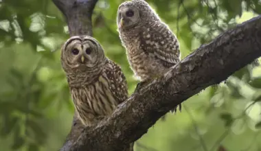 Local Research on Culled Barred Owls Shows That Bans on the Nastiest of Rodenticides are Working | Lost Coast Outpost