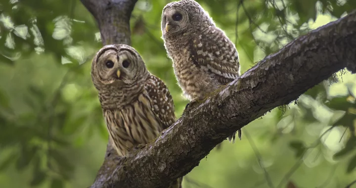 Local Research on Culled Barred Owls Shows That Bans on the Nastiest of Rodenticides are Working | Lost Coast Outpost