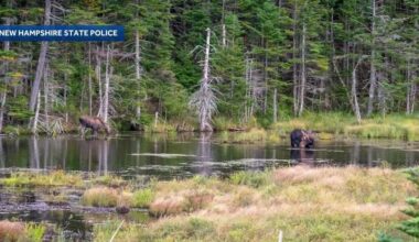 NHSP issues reminder to watch out for wildlife