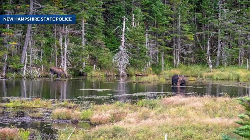 NHSP issues reminder to watch out for wildlife
