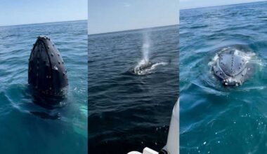 Video of close encounter with humpback whales off Mass. coast