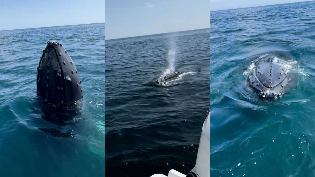 Video of close encounter with humpback whales off Mass. coast