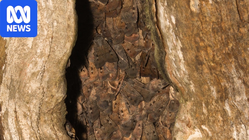 Endangered bogong moths swarming into homes across NSW