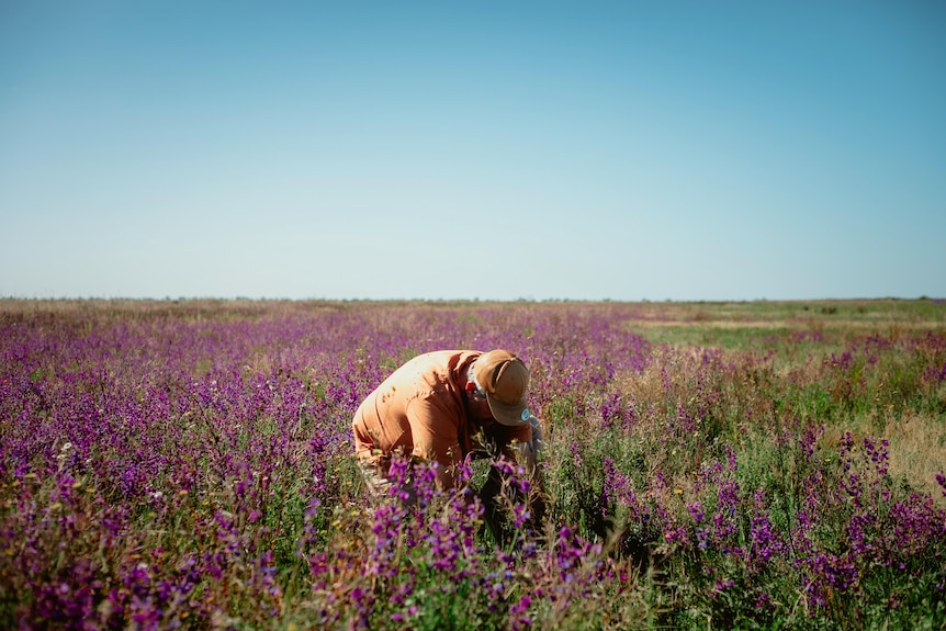 A man crouches in a field of purple flowers as far as the eye can see, below a blue sky in the outback