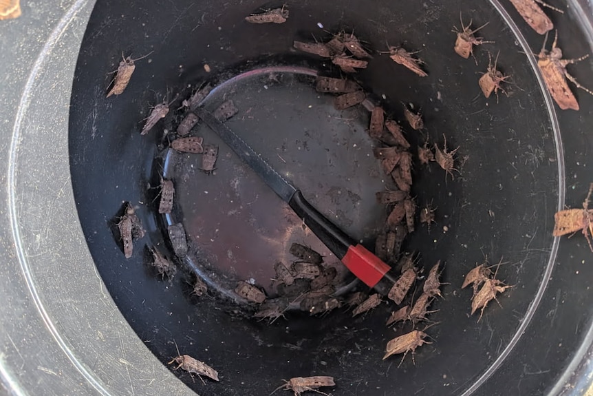 Moths in the inside of a bucket