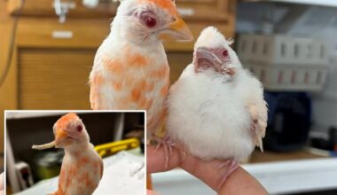 Pennsylvania wildlife center welcomes pair of extremely rare albino cardinals