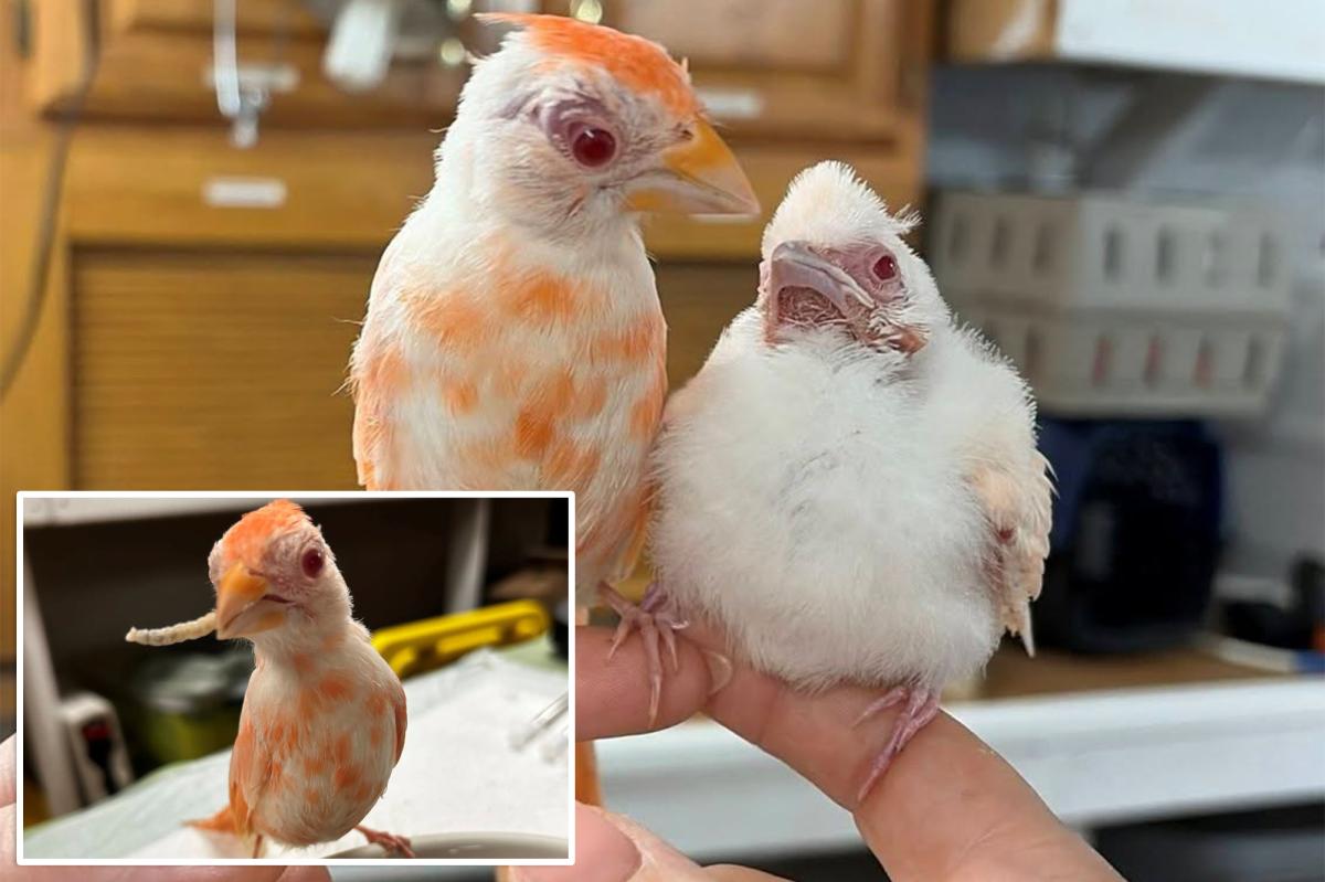 Pennsylvania wildlife center welcomes pair of extremely rare albino cardinals