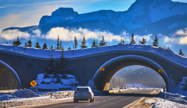 Canada built 44 bridges and tunnels across a single stretch of highway so that animals could cross without dying, and collisions with wildlife there have fallen by more than 80%, with grizzly mothers now teaching their cubs to use the crossings like a route the family has always known