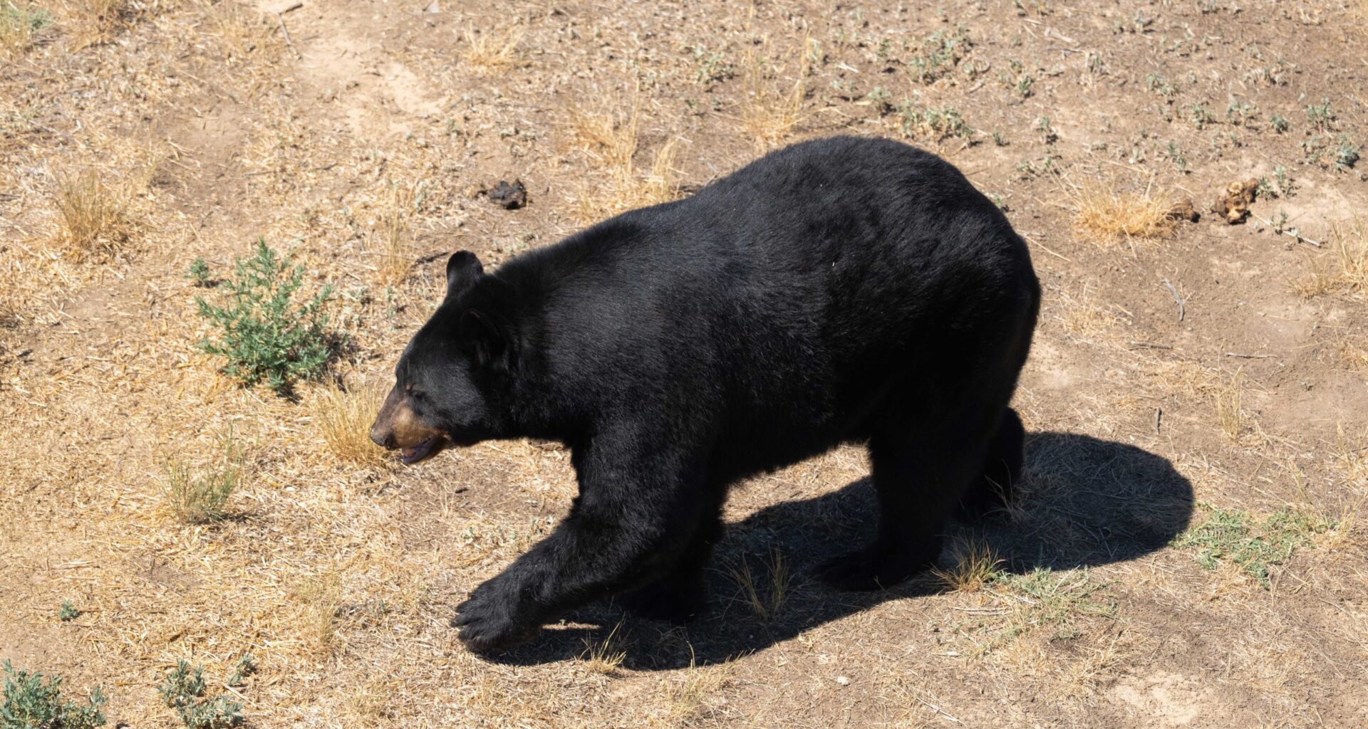 Two more Colorado bear attacks in record year