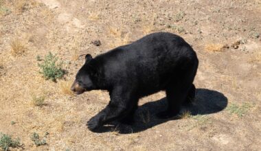 Two more Colorado bear attacks in record year