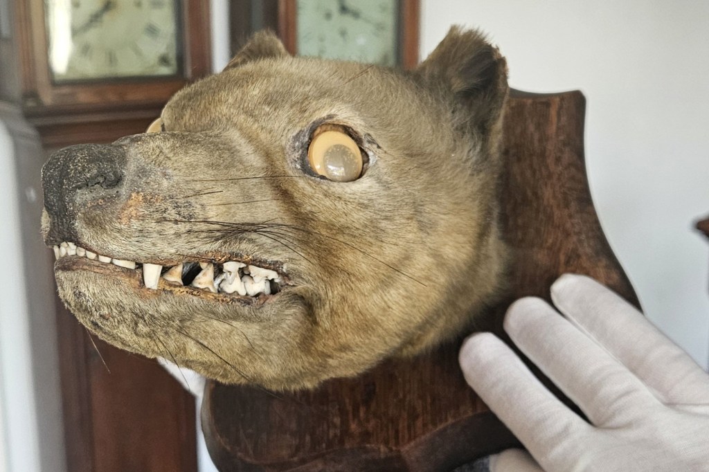 Thylacine head.