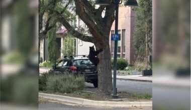 Adorable Baby Bear Spotted Taking a Little Field Trip Into Boise