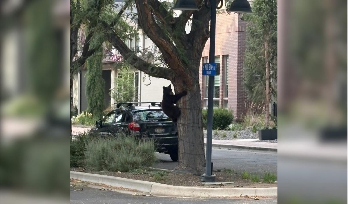 Adorable Baby Bear Spotted Taking a Little Field Trip Into Boise