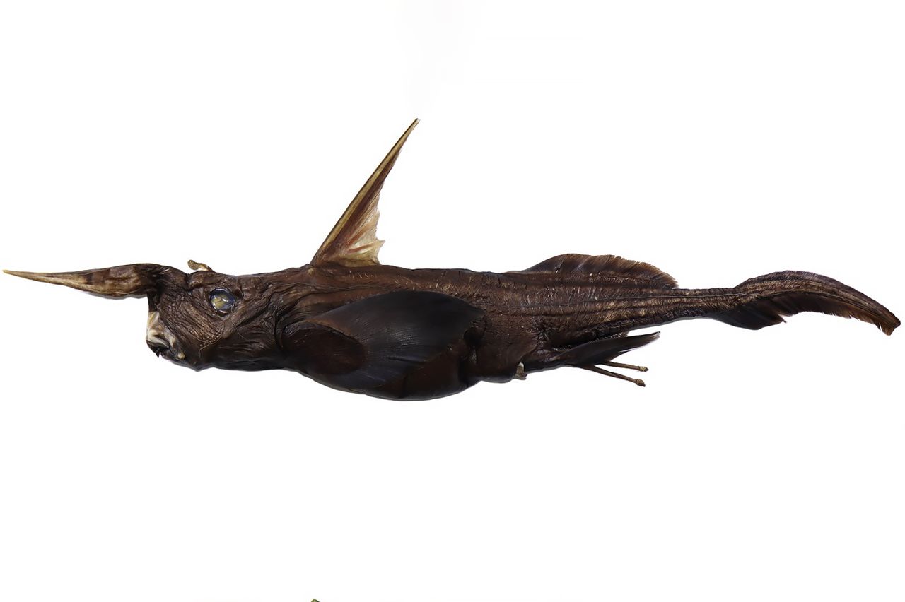 A deep sea ghost shark with a pointed snout and winglike fins viewed laterallyCredit: Naidely Valeria Vidaurre Quesada