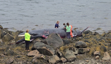 Dead whale found on Rocky Neck Beach in Gloucester