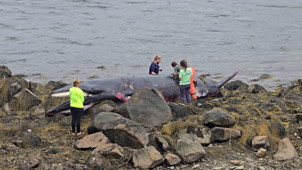 Dead whale found on Rocky Neck Beach in Gloucester