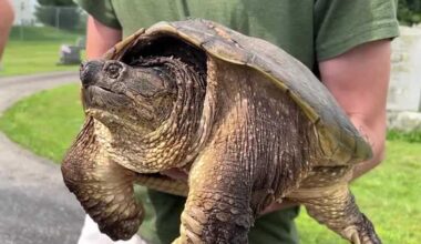 Injured snapping turtle released back into the wild in Adams County