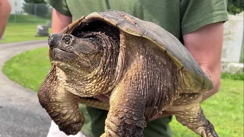 Injured snapping turtle released back into the wild in Adams County
