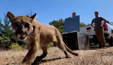 Watch: Mountain lion captured in San Francisco and released