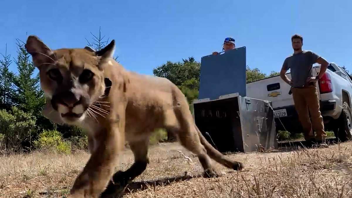 Watch: Mountain lion captured in San Francisco and released