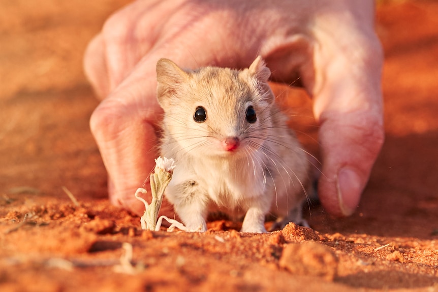 A small Shark Bay bandicoot is released inside an exclosure. It sits on red dirt and a person's hand is behind it.
