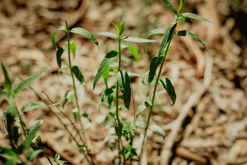 a green mint plant grows in front of leaves and dirt