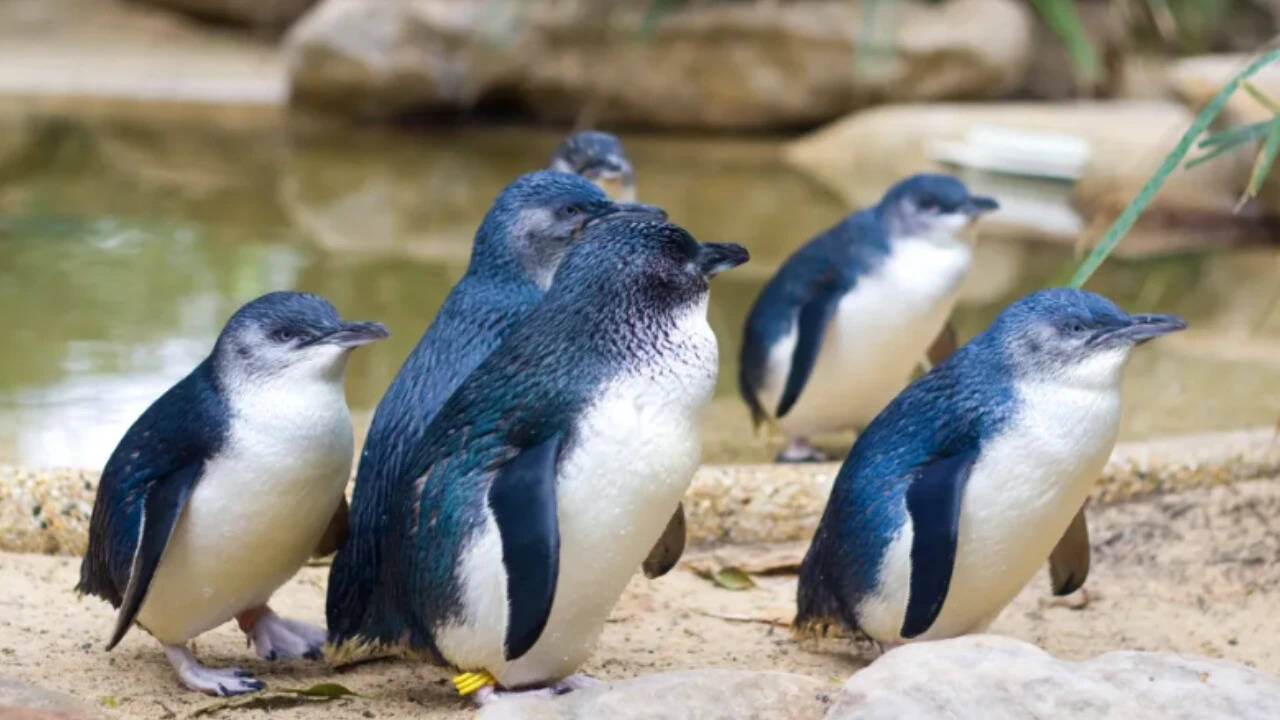 Before the devils were released, Maria Island was home to an estimated 3,000 pairs of little penguins Before the devils were released, Maria Island was home to an estimated 3,000 pairs of little penguins