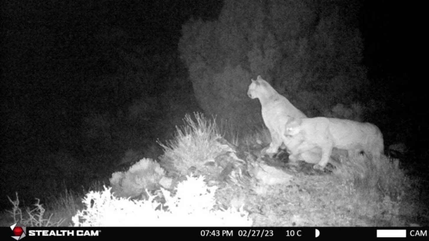 Bighorn sheep, mountain lions and bobcats are among the species being studied. (Photo: NPS) Bighorn sheep, mountain lions and bobcats are among the species being studied.