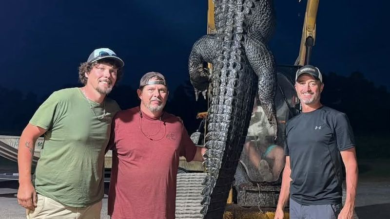 John Wayne Caulder, Kelly Wayne Caulder and Josh Bumgarner were sharing the story Tuesday, Sept. 22, 2026, of their nearly 13-foot alligator catch on the Waccamaw River. (Credit: John Wayne Caulder)