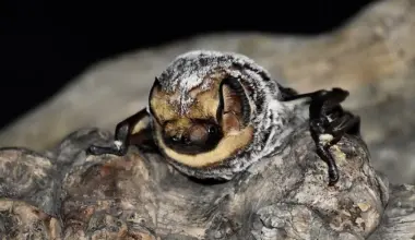 Three Kids Treated for Rabies Exposure After Handling Positive Bats, Humboldt County Public Health Says | Lost Coast Outpost