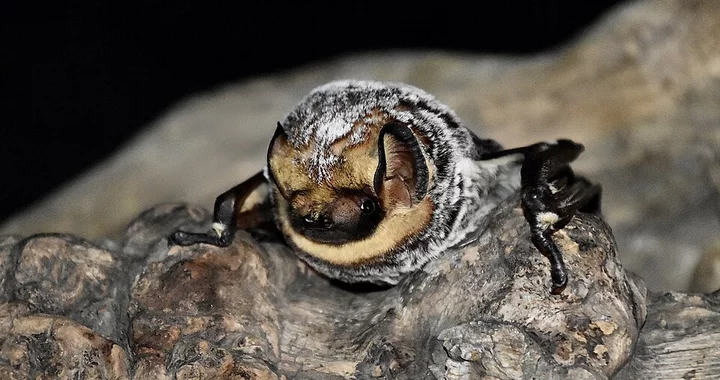 Three Kids Treated for Rabies Exposure After Handling Positive Bats, Humboldt County Public Health Says | Lost Coast Outpost