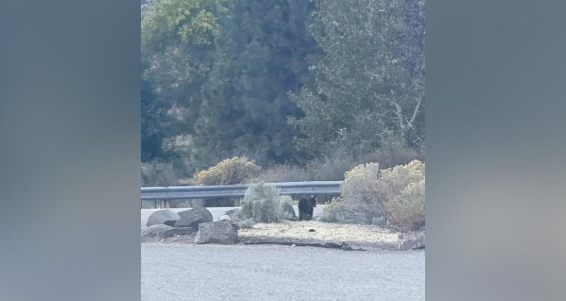 Bear cub spotted at Lucky Peak