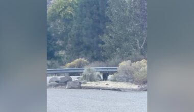 Bear cub spotted at Lucky Peak