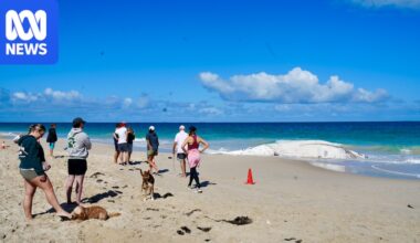 Whale carcass found on City Beach, shark warnings issued