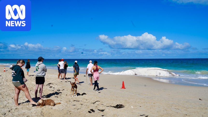 Whale carcass found on City Beach, shark warnings issued