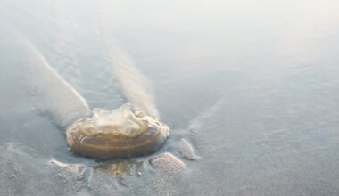 Why jellyfish can still sting when they're dead