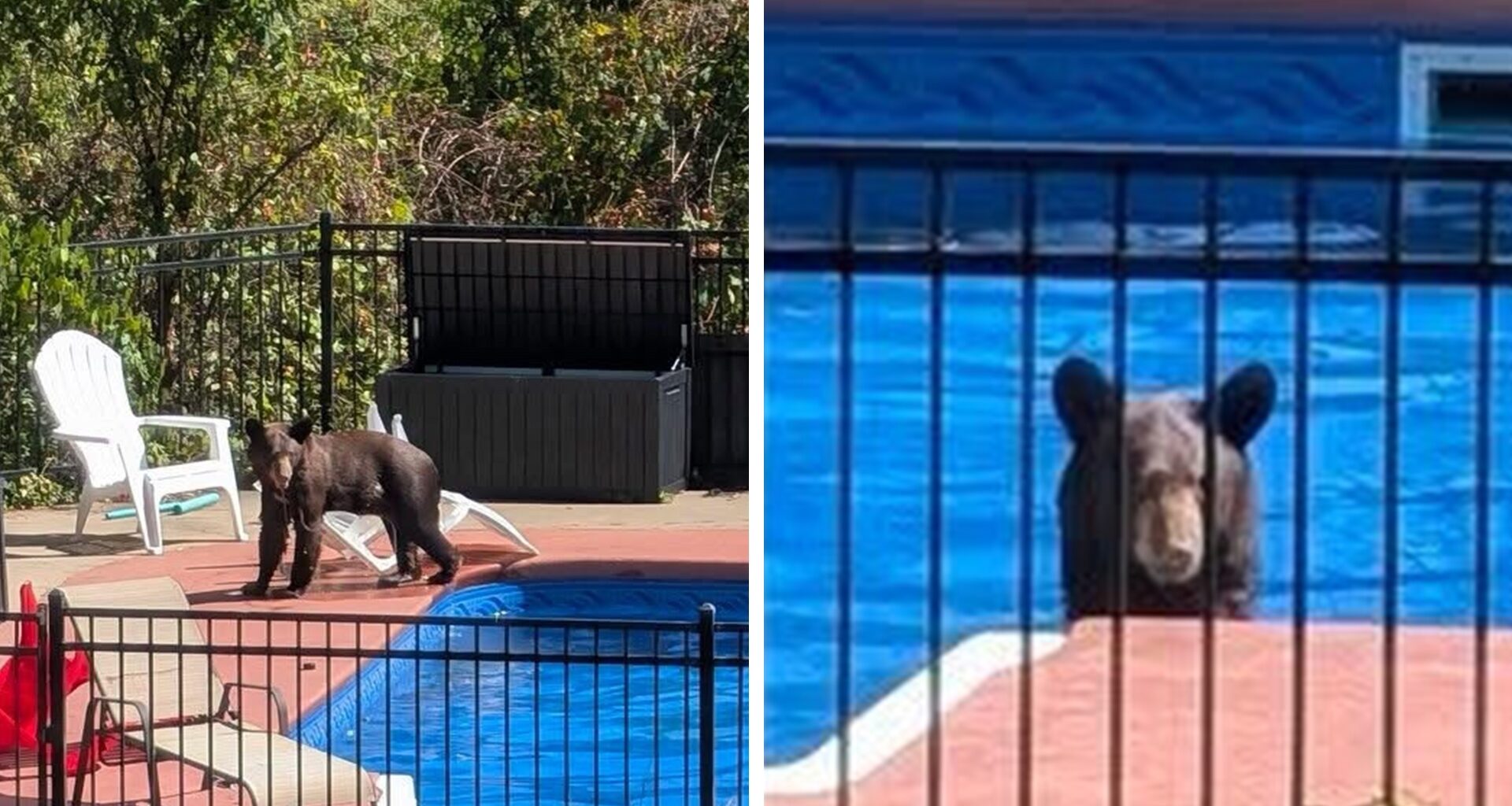 Photos: Bear spotted cooling off in Garfield swimming pool